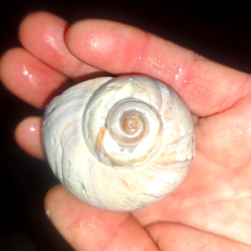 Cleaned Raw Sea Shells From An Island Of The Coast Of Maine.
